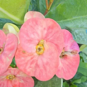Thai Marble Pink Crown of Thorns 7