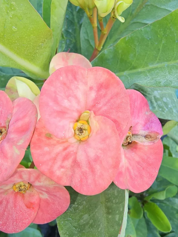 Thai Marble Pink Crown of Thorns 7" Rooted Live Plant Big Size Flowers Euphorbia
