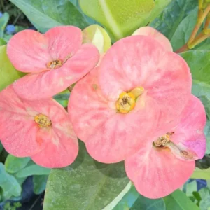 Thai Marble Pink Crown of Thorns 7