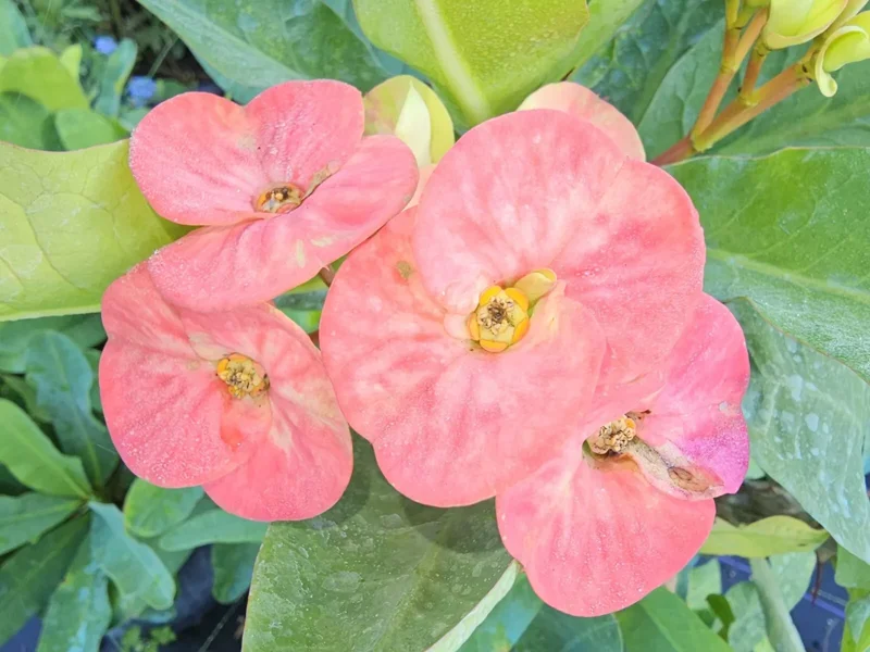 Thai Marble Pink Crown of Thorns 7" Rooted Live Plant Big Size Flowers Euphorbia