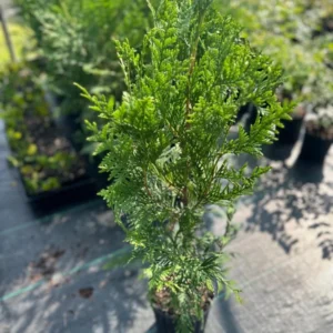 Thuja Green Giant Arborvitae Gallon Pot - Fast-Growing Privacy Tree
