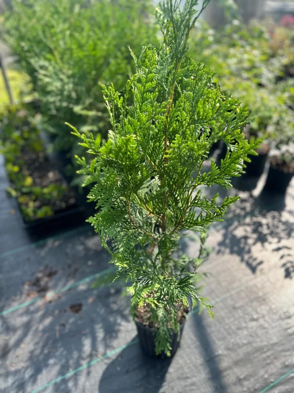Thuja Green Giant Arborvitae Gallon Pot - Fast-Growing Privacy Tree