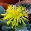 Tiger Jaws Plant - Faucaria Tigrina Succulent - 3" Pot Indoor/Outdoor Décor