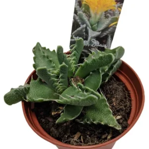 Tiger Jaws Plant - Faucaria Tigrina Succulent - 3