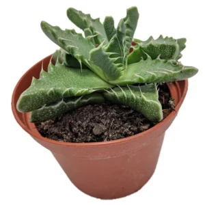 Tiger Jaws Plant - Faucaria Tigrina Succulent - 3