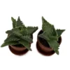 Tiger Jaws Plant Succulent - Faucaria tigrina - 2 Pack, 1" Pots with Saucer