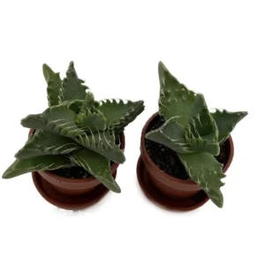 Tiger Jaws Plant Succulent - Faucaria tigrina - 2 Pack, 1