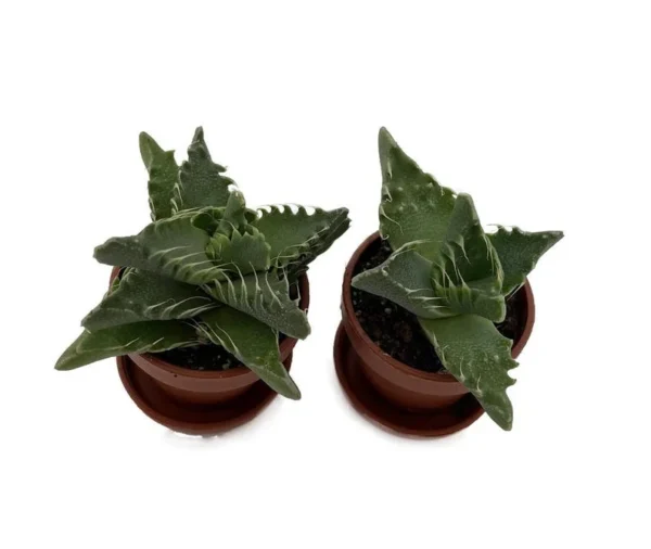 Tiger Jaws Plant Succulent - Faucaria tigrina - 2 Pack, 1" Pots with Saucer