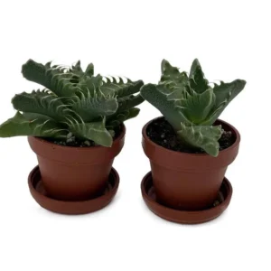 Tiger Jaws Plant Succulent - Faucaria tigrina - 2 Pack, 1