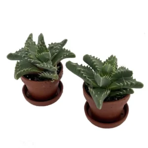 Tiger Jaws Plant Succulent - Faucaria tigrina - 2 Pack, 1