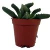 Tiger Jaws Plant - Succulent Faucaria tigrina - 2" Pot - Indoor and Outdoor Use