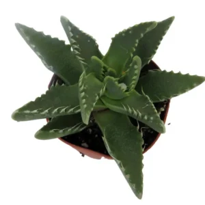 Tiger Jaws Plant - Succulent Faucaria tigrina - 2