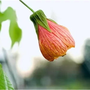 Tiger Orange Abutilon Plant 4-8" Tall Live Orange Bloom Abutilon Pictum