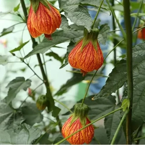 Tiger Orange Abutilon Plant 4-8" Tall Live Orange Bloom Abutilon Pictum