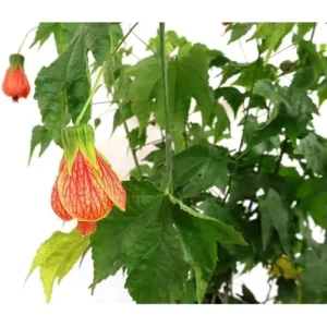 Tiger Orange Abutilon Plant 4-8