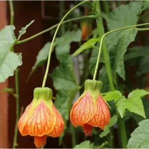Tiger Orange Abutilon Plant 4-8