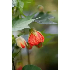 Tiger Orange Abutilon Plant 4-8