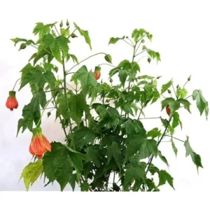 Tiger Orange Abutilon Plant 4-8