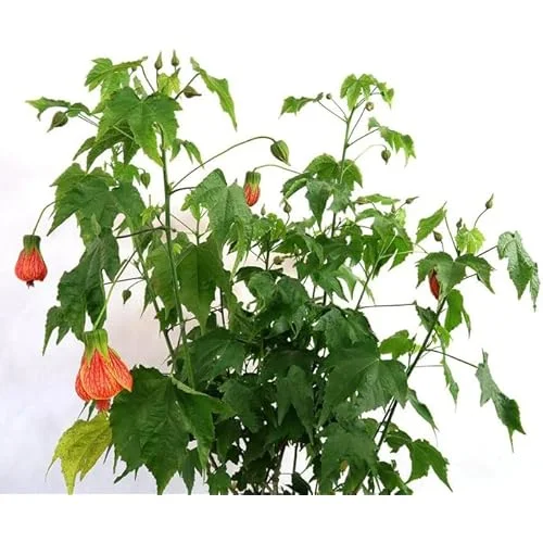 Tiger Orange Abutilon Plant 4-8" Tall Live Orange Bloom Abutilon Pictum