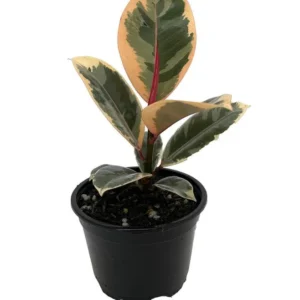 Tineke Rubber Tree Plant - Ficus elastica - Indoor Rubber Plant, 4