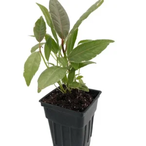 Tineke Rubber Tree Plant - Ficus elastica Variegated - 2.5