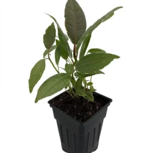 Tineke Rubber Tree Plant - Ficus elastica Variegated - 2.5