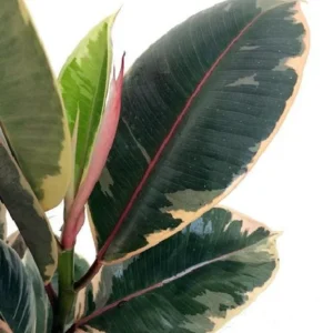 Tineke Rubber Tree Plant - Ficus elastica Variegated - 2.5