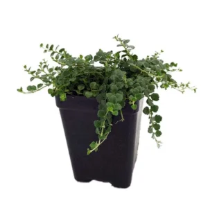 Tiny Blue Veronica Speedwell Plant – Groundcover 2.5