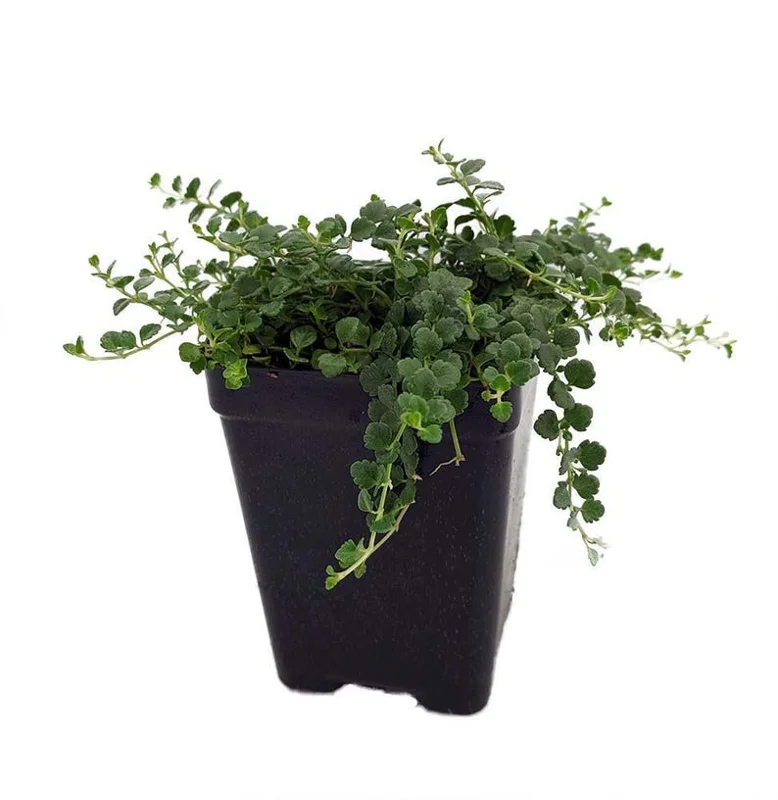 Tiny Blue Veronica Speedwell Plant – Groundcover 2.5" Pot – Drought-Tolerant Evergreen