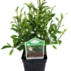 Tiny Limey Weeping Fig Ficus 2.5" Pot Green Indoor Bonsai Plant