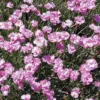 Tiny Rubies Dianthus - Hardy Groundcover Plant 2.5" Pot - Rose-Pink Blooms