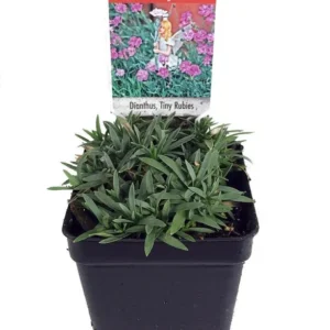 Tiny Rubies Dianthus - Hardy Groundcover Plant 2.5