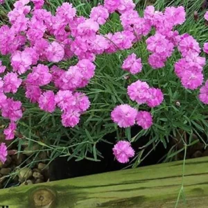 Tiny Rubies Dianthus - Hardy Groundcover Plant 2.5