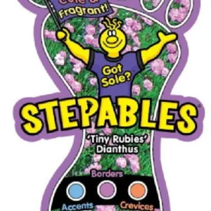 Tiny Rubies Dianthus - Hardy Groundcover Plant 2.5