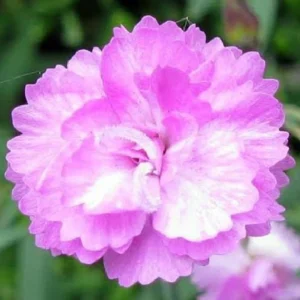 Tiny Rubies Dianthus - Hardy Groundcover Plant 2.5