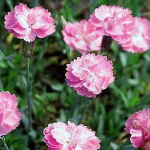Tiny Rubies Dianthus - Hardy Groundcover Plant 2.5