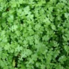 Tiny Tim Fairy Fern - 2.5" Pot - Deep Green Mossy Carpet for Terrariums
