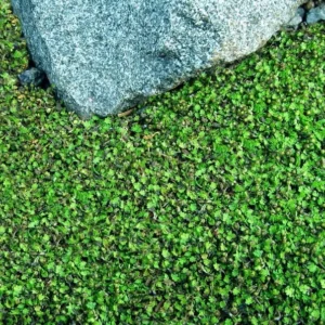 Tiny Tim Fairy Fern - 2.5