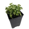 Tiny White Arrowhead Syngonium - 2.5" Pot - Indoor Fairy Garden Plant
