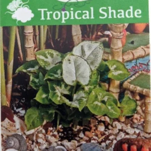 Tiny White Arrowhead Syngonium - 2.5