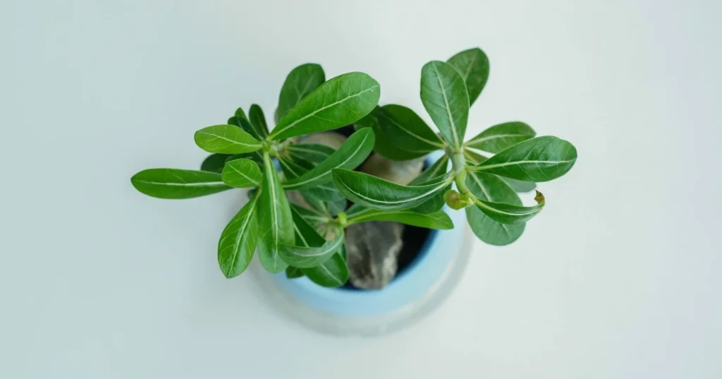 Tips for Perfect Desert Rose Indoor Care