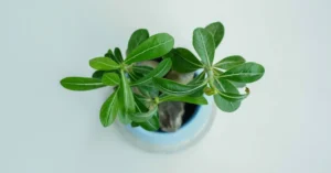 Tips for Perfect Desert Rose Indoor Care