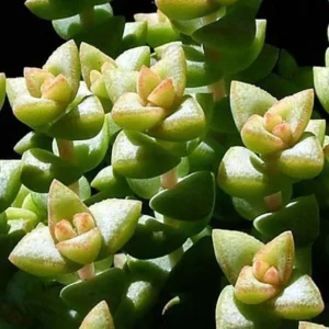 Tom Thumb Jade Succulent - Crassula - 2.5