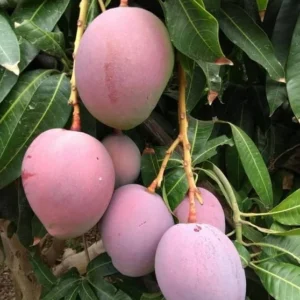 Tommy Atkins Mango Tree - Live Sweet Mango Fruit Plant - Mangifera Indica Tree -1 to 1.5 Ft Tall - Gallon Pot