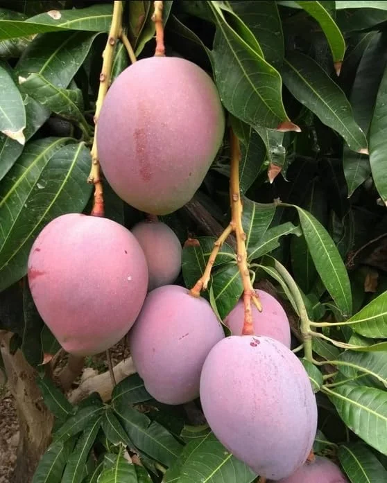 Tommy Atkins Mango Tree - Live Sweet Mango Fruit Plant - Mangifera Indica Tree -1 to 1.5 Ft Tall - Gallon Pot