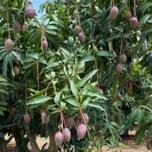 Tommy Atkins Mango Tree - Live Sweet Mango Fruit Plant - Mangifera Indica Tree -1 to 1.5 Ft Tall - Gallon Pot