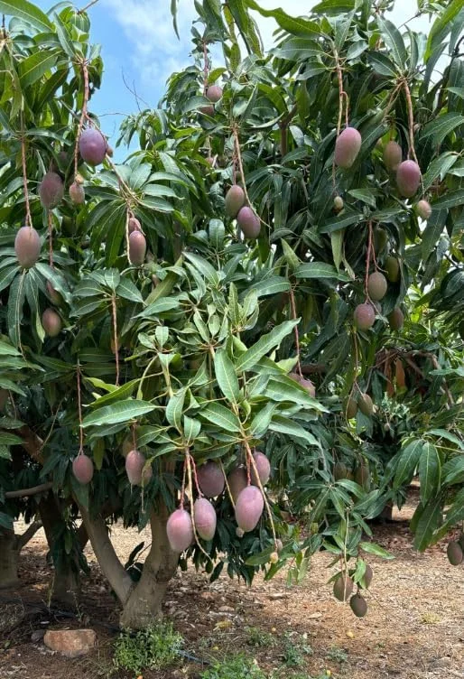 Tommy Atkins Mango Tree - Live Sweet Mango Fruit Plant - Mangifera Indica Tree -1 to 1.5 Ft Tall - Gallon Pot