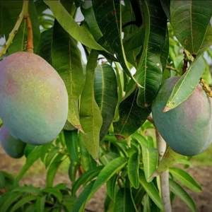 Tommy Atkins Mango Tree - Live Sweet Mango Fruit Plant - Mangifera Indica Tree -1 to 1.5 Ft Tall - Gallon Pot