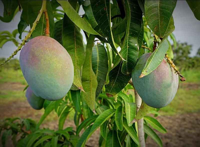 Tommy Atkins Mango Tree - Live Sweet Mango Fruit Plant - Mangifera Indica Tree -1 to 1.5 Ft Tall - Gallon Pot