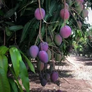 Tommy Atkins Mango Tree - Live Sweet Mango Fruit Plant - Mangifera Indica Tree -1 to 1.5 Ft Tall - Gallon Pot